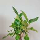 고무나무 (Rubber Tree)