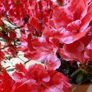 아젤리아 이미지