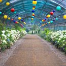 한강시민공원(등수국터널 2) 이미지