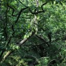 금강수변공원 숲바람장미원 이미지