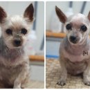 짱구네 동물병원 이미지