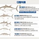 참치어장 이미지