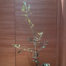 올리브나무 이미지