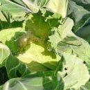 완두콩, 콜라비, 브로콜리, 컬리플라워 수확 이미지