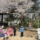 4월 2주 - 봄봄, 벚꽃과 함께 이미지