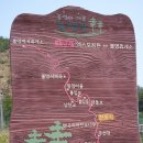 행곡2리(처진소나무옆) | 마을의 시작과 함께한 울진 "행곡리 처진소나무" (천연기념물 제409호)