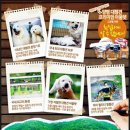 대형견프리미엄아울렛 이미지