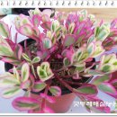 이색체험마을 이미지