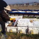 풍촌농장 이미지