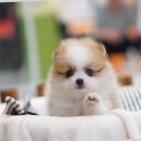 구산동강아지 이미지