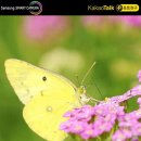 미남초등학교 이미지