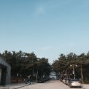 바다와 솔향기 이미지