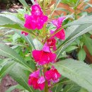 동상농장 이미지