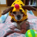 벨루쑝