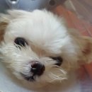 한라동물종합병원 이미지