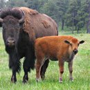 아메리카들소 [American Bison] 이미지