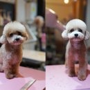 트레밍MM 이미지