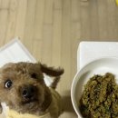 골디리 | 강아지 수제 화식 사료 '골디리' 건강한 수제 화식