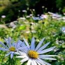 쑥부쟁이 이미지