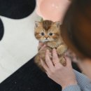 부산고양이분양 미유펫 이미지