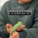 신봉브이샤르망3 | 용인파충류 팀버렙타일곤충파충류샵에서 만난 특별한 경험