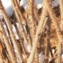 신장금옥 이미지