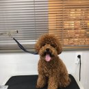 도기누리 이미지