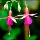 여름이네 이미지