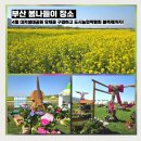 [생태체험] 대저생태공원 - 5월 26일(일) 오전 | 부산 봄나들이 4월 대저생태공원 유채꽃 구경하고 도시농업박람회 봄축제 까지!