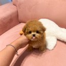 럽댕 강아지분양 이미지