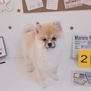 알콩달콩 애견미용실 이미지