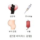 급성 B형 간염(Acute hepatitis B) 소화기 질환이란? 이미지