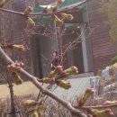 신기세천4 Daum카페