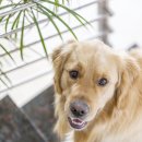 운정호수동물메디칼센터 이미지