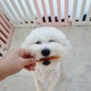 콩몽이네 이미지