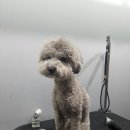 도그스퀘어 이미지