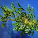 나뭇잎 해룡 [Leafy Sea Dragon] 이미지