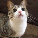 강아지랑고양이 이미지