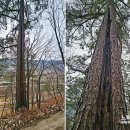 진주 숲속의진주 둘레길~! (월정소류지~월아산산림레포츠~월아산우드랜드~월아산자연휴양림)