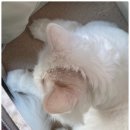 정말로동물병원 | 군산가족동물병원 고양이 링웜 재생레이저, 면역약침 한번에 완치 1년 후