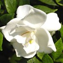 [3월 19일 탄생화] 치자나무(Cape Jasmine) : 한없는 즐거움 이미지