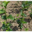 녹전초등학교 이미지