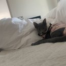 모두애동물병원 이미지