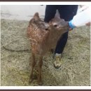 광주 우치 동물원 엄마 잃은 아기사슴, 사육사 정성에 안정 찾았습니다. 이미지