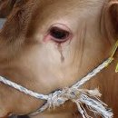 육회마을 이미지