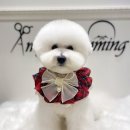 에이미 그루밍 이미지