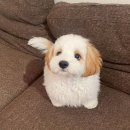 SK원주주유소 이미지