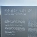 제주 월령리 선인장군락 | 배낭여행 코스 추천 월령 선인장군락지 제주 월령리 선인장군락