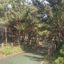 해파랑길 39코스 바우길 05구간 이미지