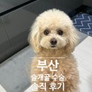 부산 강아지 슬개골 수술 후기, 말티푸 양쪽 슬개골 수술부터 6개월 회복까지 풀스토리
